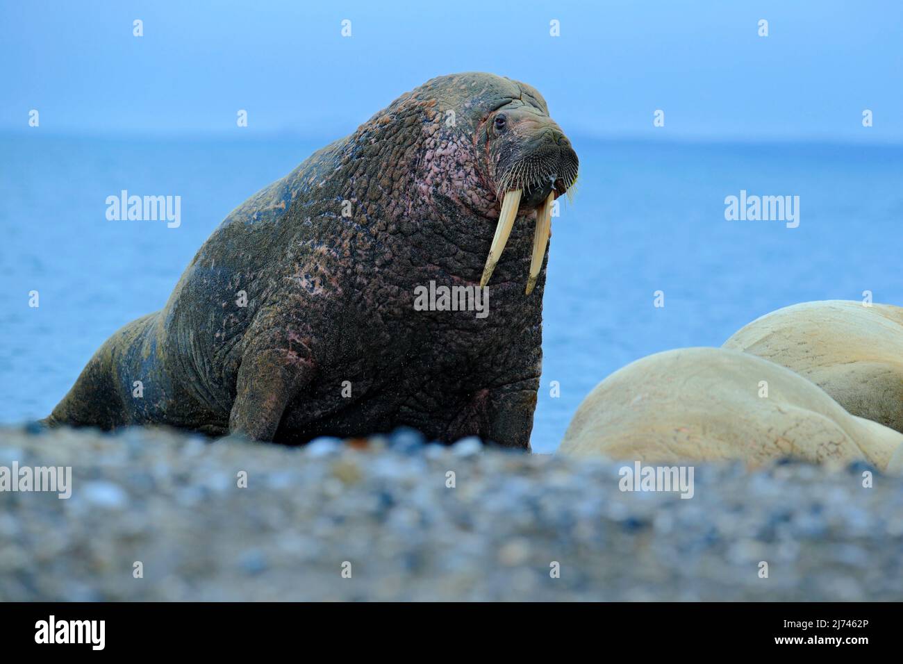 La morsa (Odobenus rosmarus), retrato, Noruega, Svalbard Fotografía de  stock - Alamy