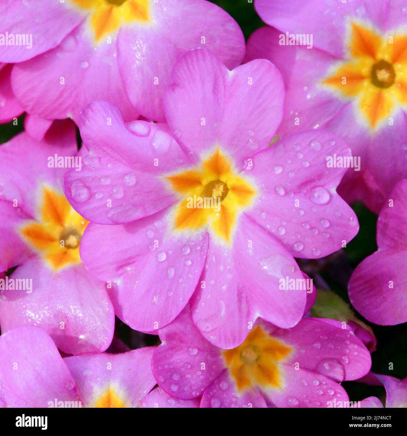 La onagra inglesa (Primula acaulis, Primula vulgaris), flores con gotas de lluvia Foto de stock