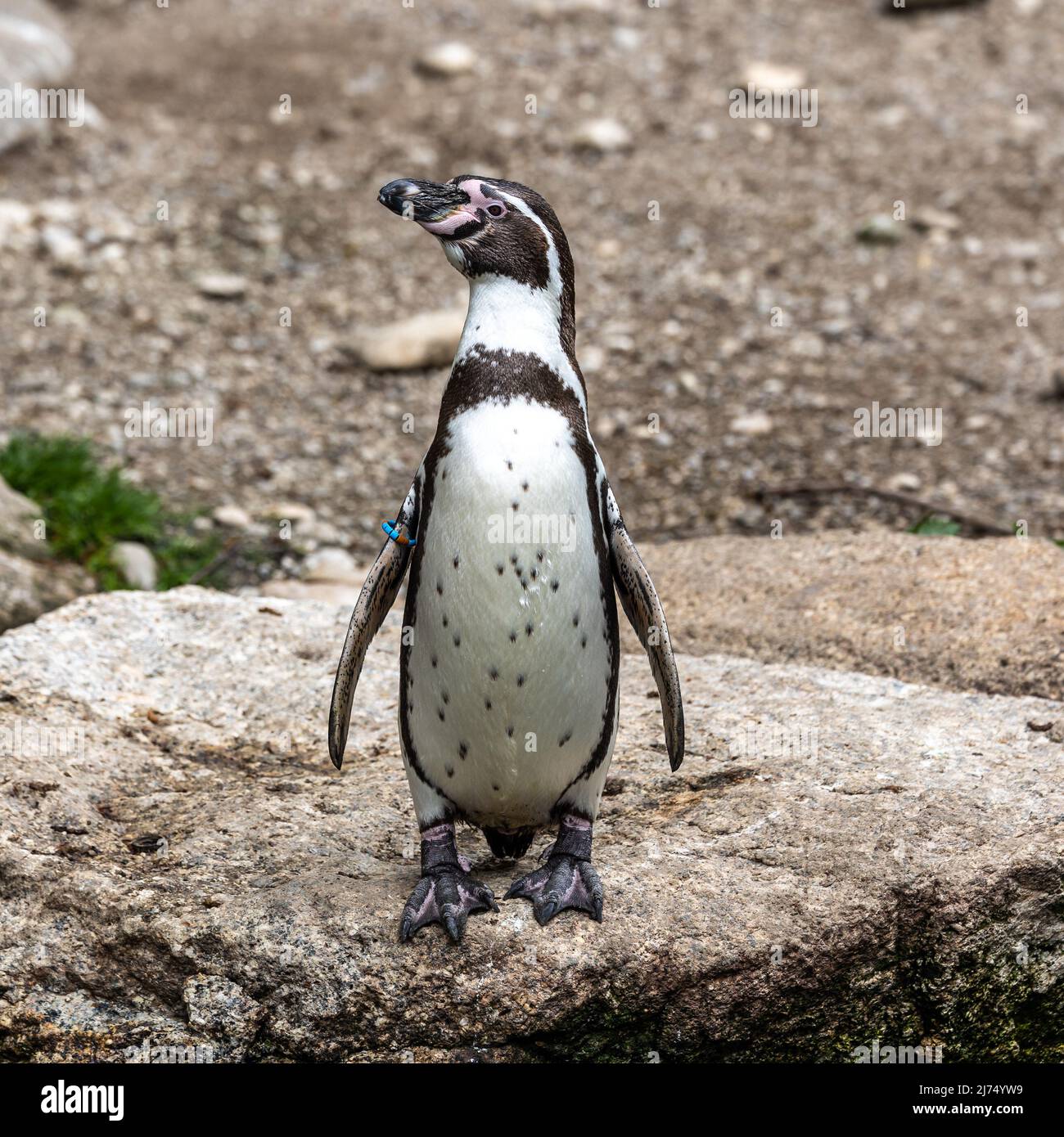 El pingüino de Humboldt, Spheniscus humboldti, también llamado