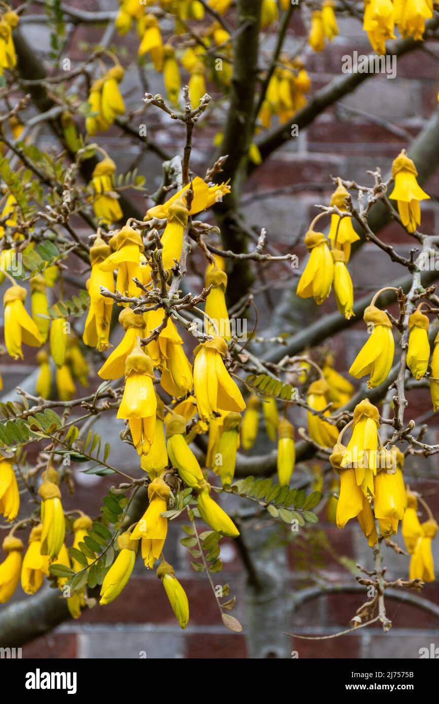 Sophora tetraptera Kowhai árbol con racimos de flores tubulares amarillas a finales de la primavera Foto de stock
