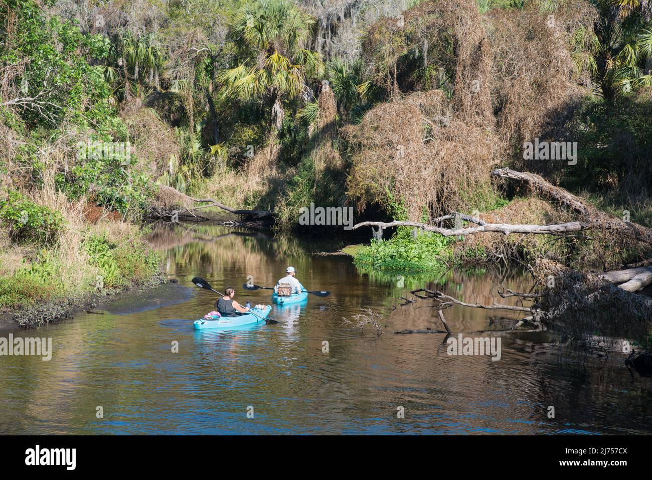 Kayaks en el río Little Manatee en el Parque Estatal Little Manatee River, Florida, Estados Unidos. Un paisaje 'Old Florida'. Foto de stock
