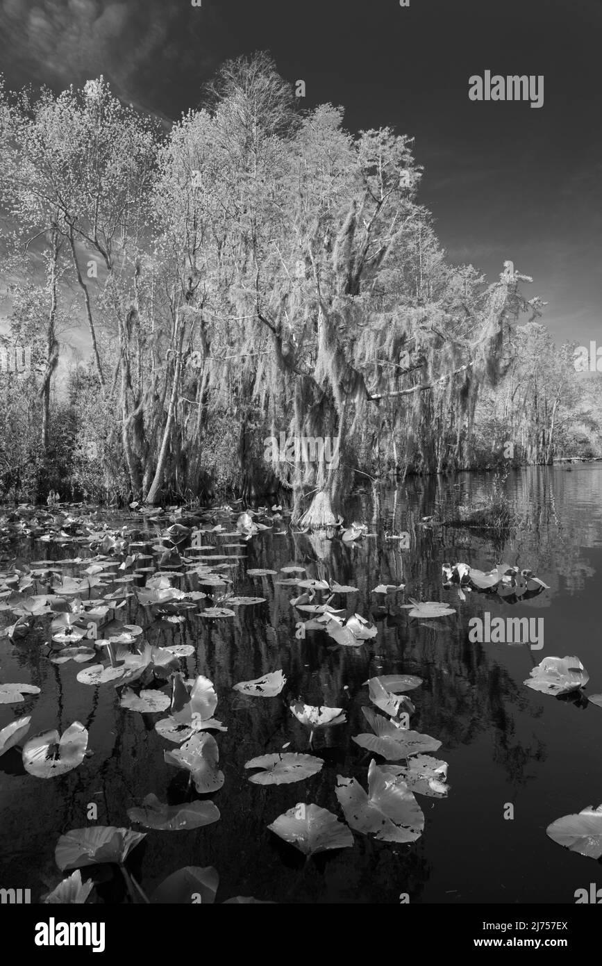 Una imagen en blanco y negro de erie de un ciprés calvo y nenúfares en el Refugio Nacional de Vida Silvestre Okefenokee, Fargo, Georgia, EE.UU Foto de stock