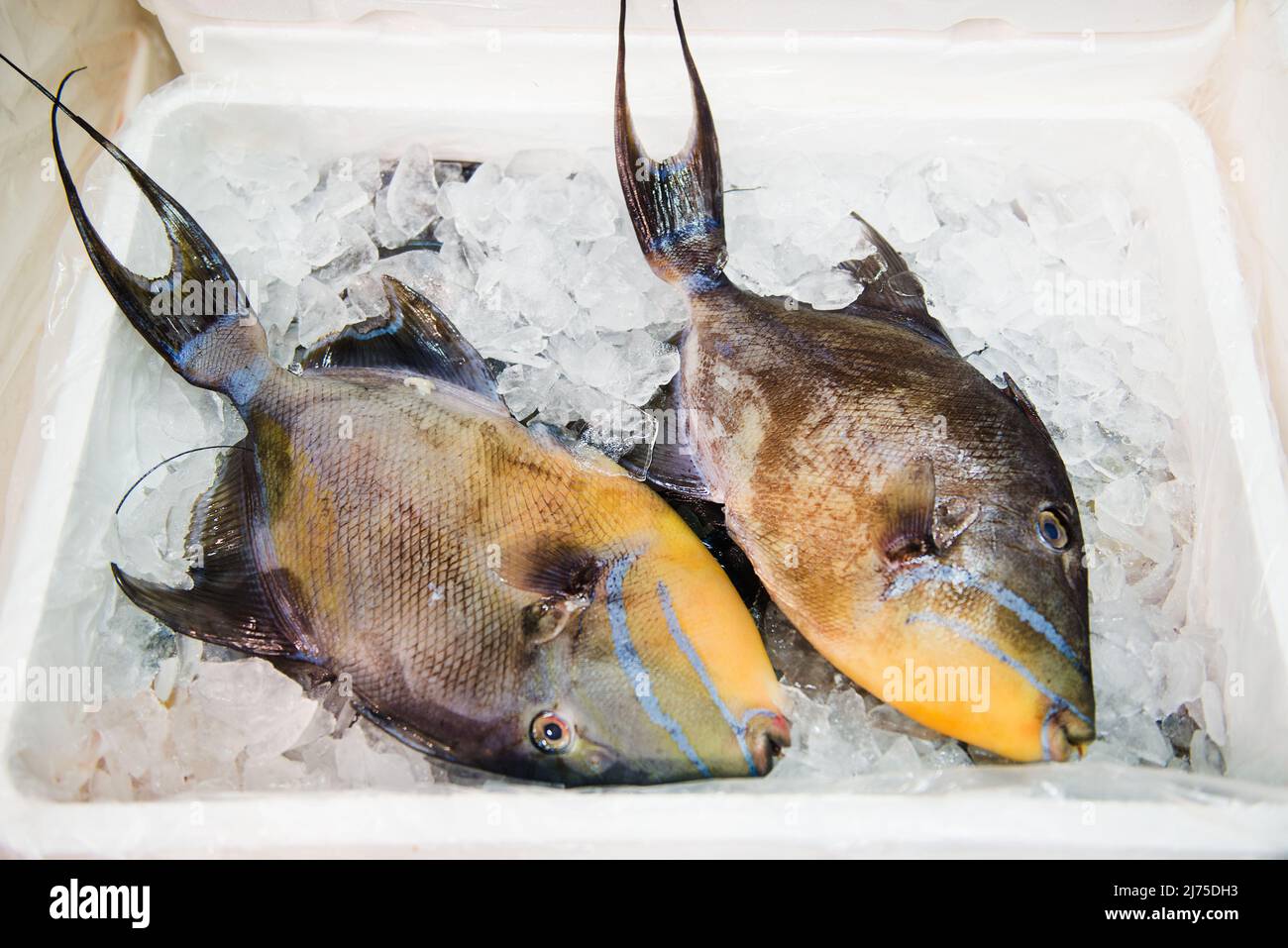 Pesca de pez espada para la venta en un mercado de pescado Foto de stock