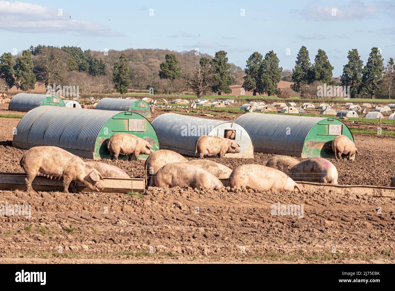 Cría de cerdos al aire libre de alta densidad en escobas Green en la frontera de Gloucestershire - Herefordshire, Inglaterra Reino Unido Foto de stock