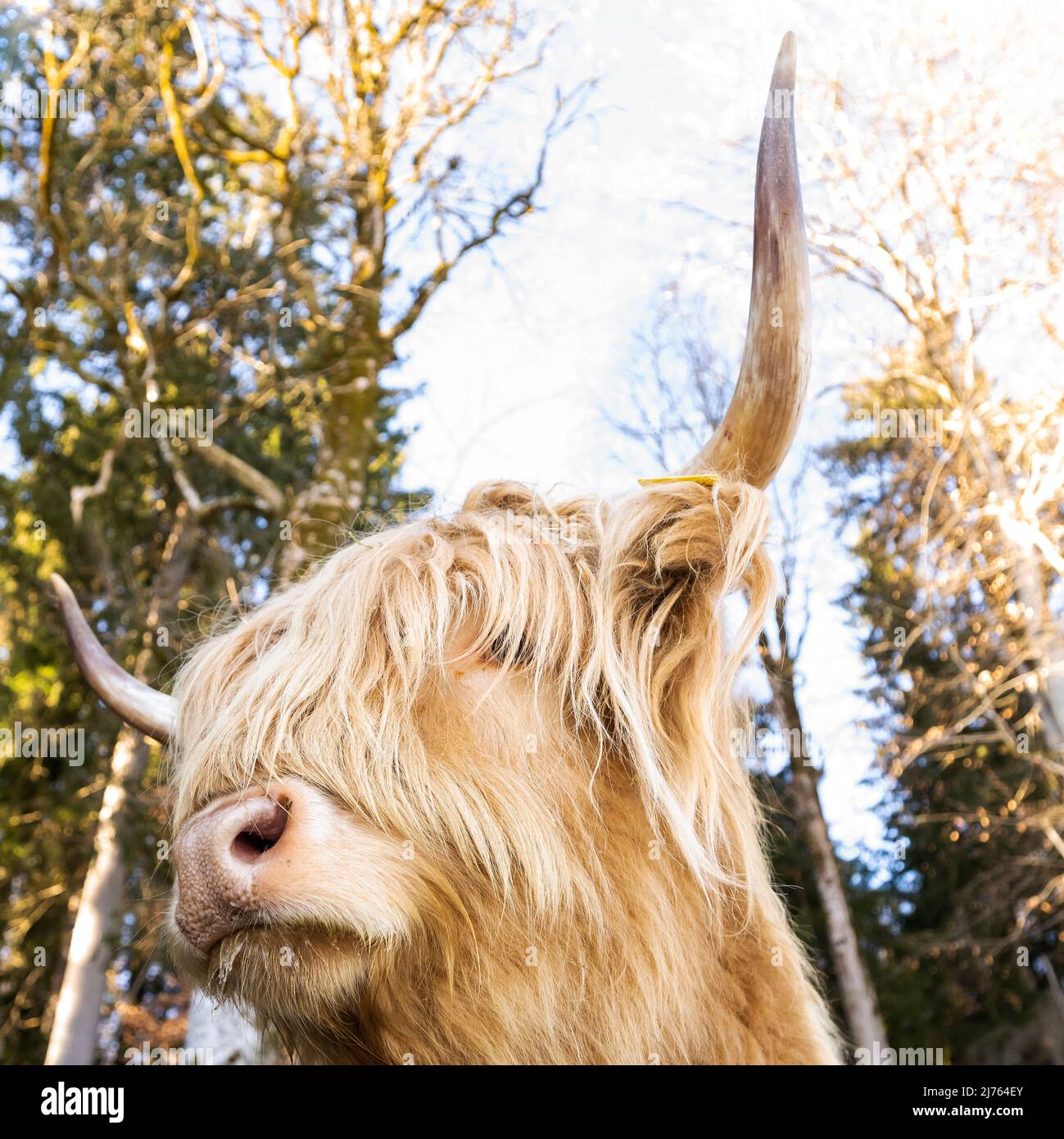 Un ganado escocés de las Tierras Altas con su largo y grueso abrigo en retrato, fotografiado en parte desde abajo. Foto de stock