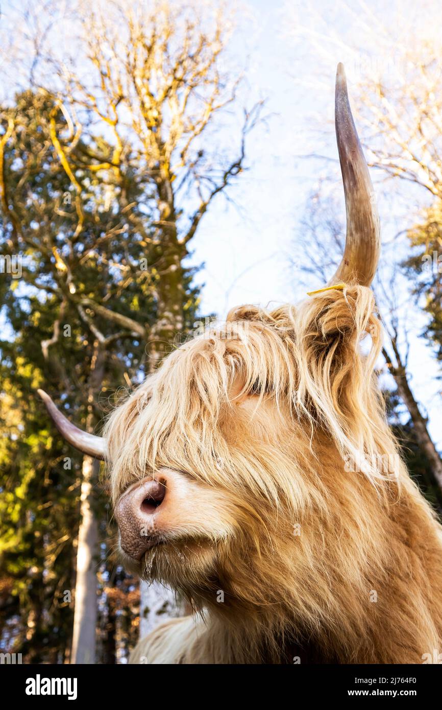 Un ganado escocés de las Tierras Altas con su largo y grueso abrigo en retrato, fotografiado en parte desde abajo. Foto de stock