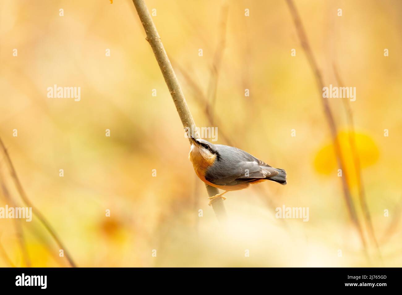 Nutatha en otoño en una rama delgada, color de otoño en el fondo Foto de stock