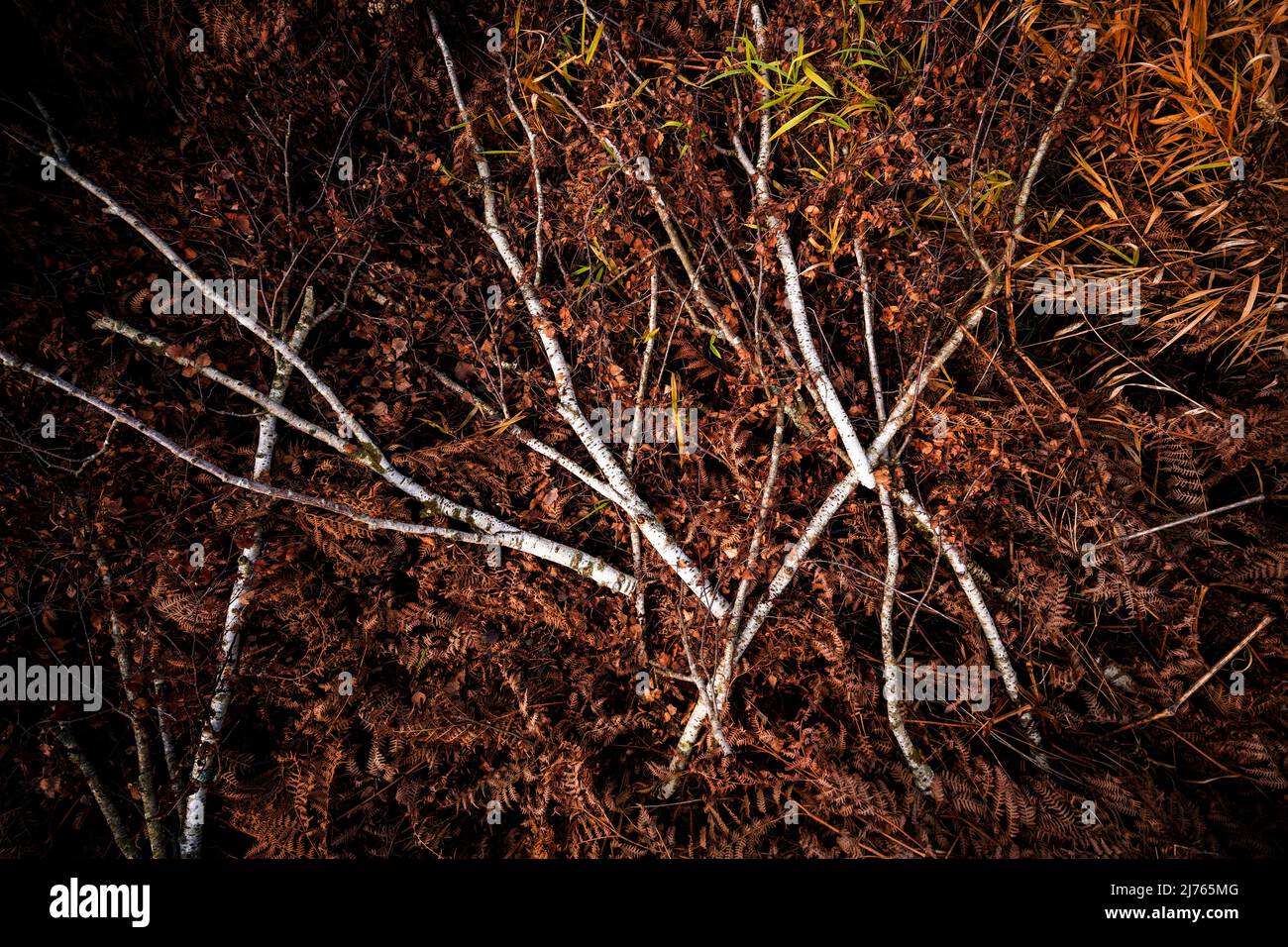 Varias ramas de abedul con follaje marrón entre helechos y pasto en el bosque. Foto de stock