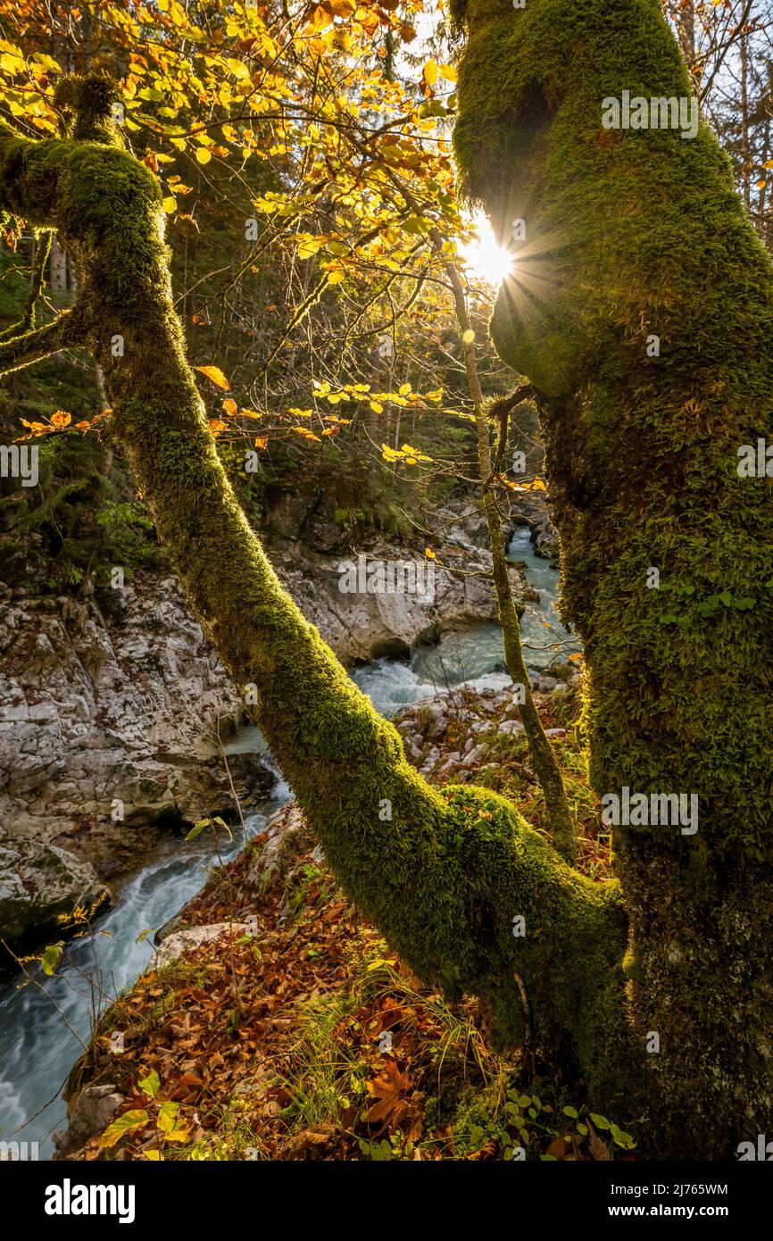 Sol estrella en el tronco de un antiguo arce en el Leutascher o Mittenwalder Geisterklamm en otoño con follaje colorido y el arroyo de montaña en el fondo Foto de stock