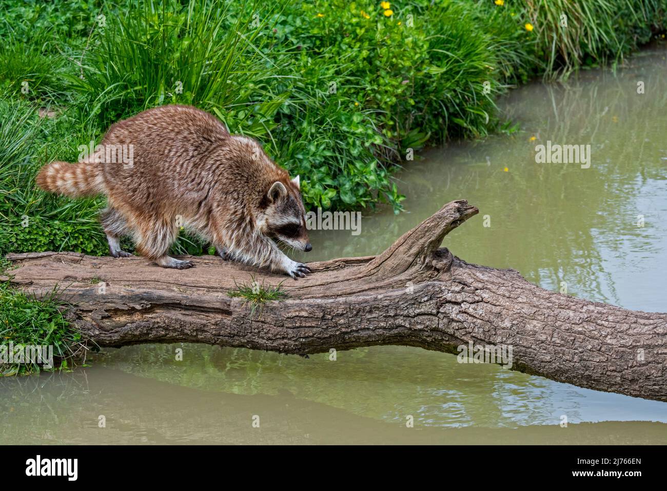 Mapache común (Procyon lotor) que cruza el rivulet sobre el tronco de árbol caído, especie invasora en Europa, nativa de América del Norte Foto de stock