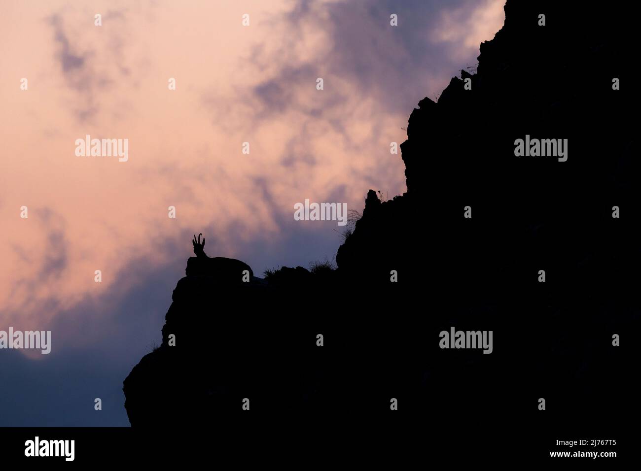 Una gamuza centinela en la noche brilla en una cara de roca empinada en el Karwendel después de la puesta de sol. Sólo la sombra o el contorno del animal es visible. Foto de stock