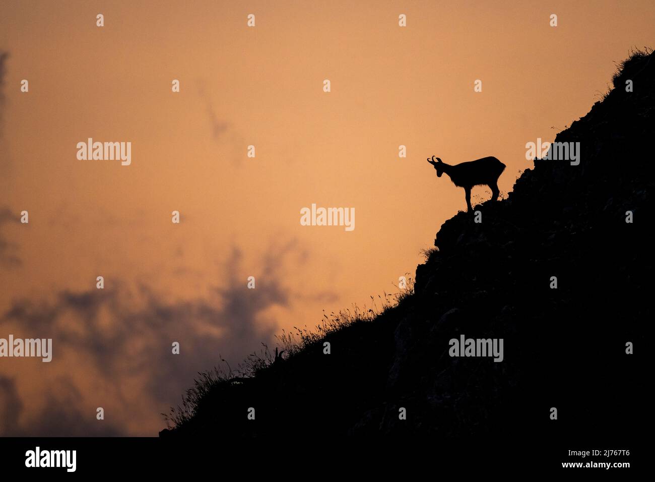 Una gamuza centinela en la noche brilla en una cara de roca empinada en el Karwendel después de la puesta de sol. Sólo la sombra o el contorno del animal es visible. Foto de stock