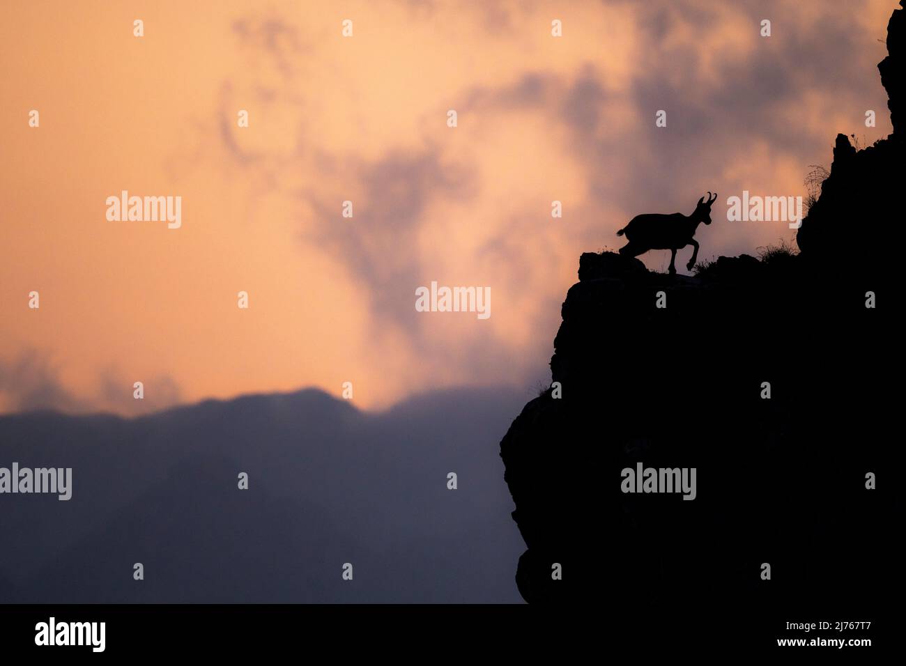 Una gamuza centinela en la noche brilla en una cara de roca empinada en el Karwendel después de la puesta de sol. Sólo la sombra o el contorno del animal es visible. Foto de stock