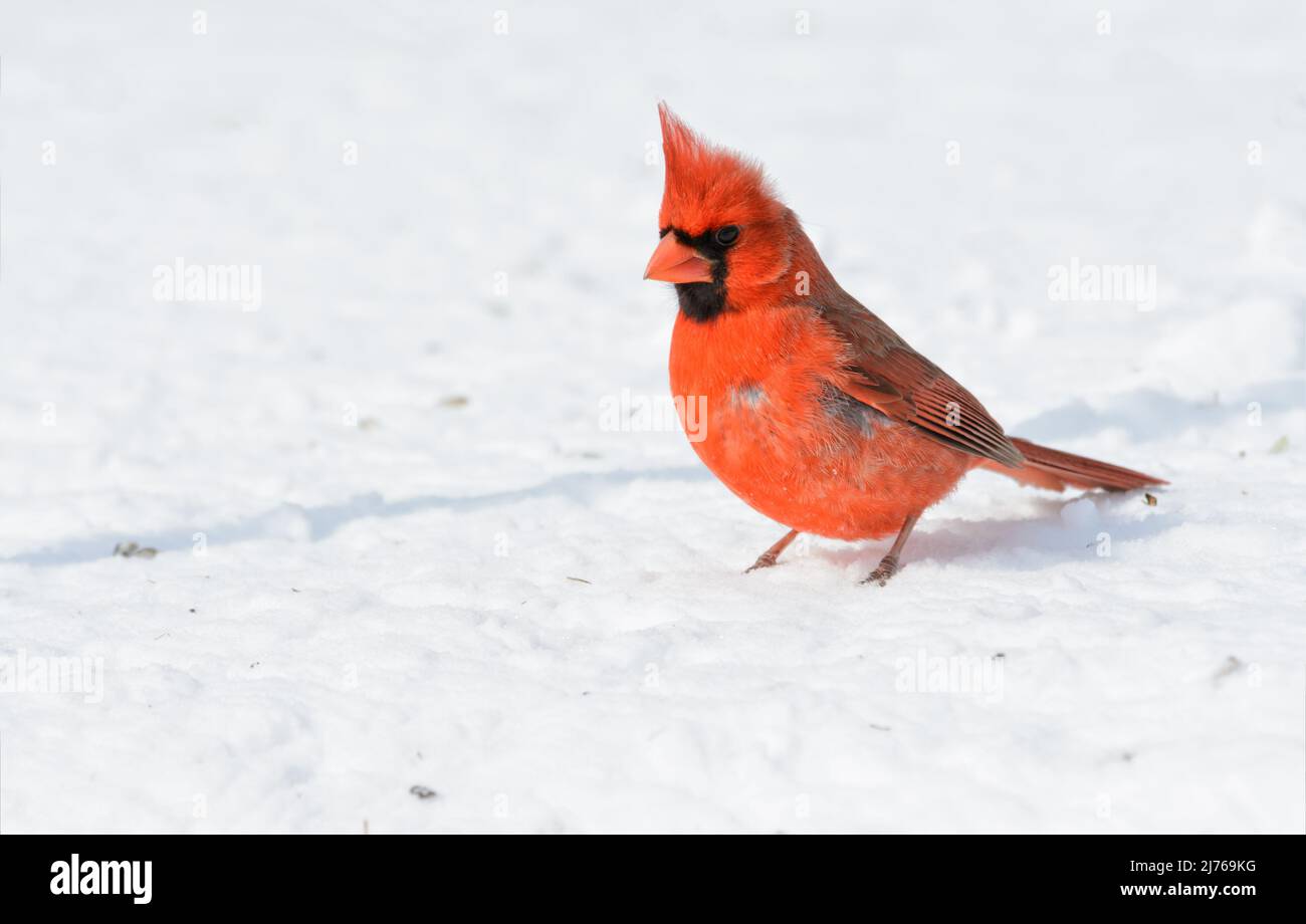 Cardenal Norte macho rojo brillante en sol de invierno sobre la nieve en un día frío; con espacio de copia Foto de stock