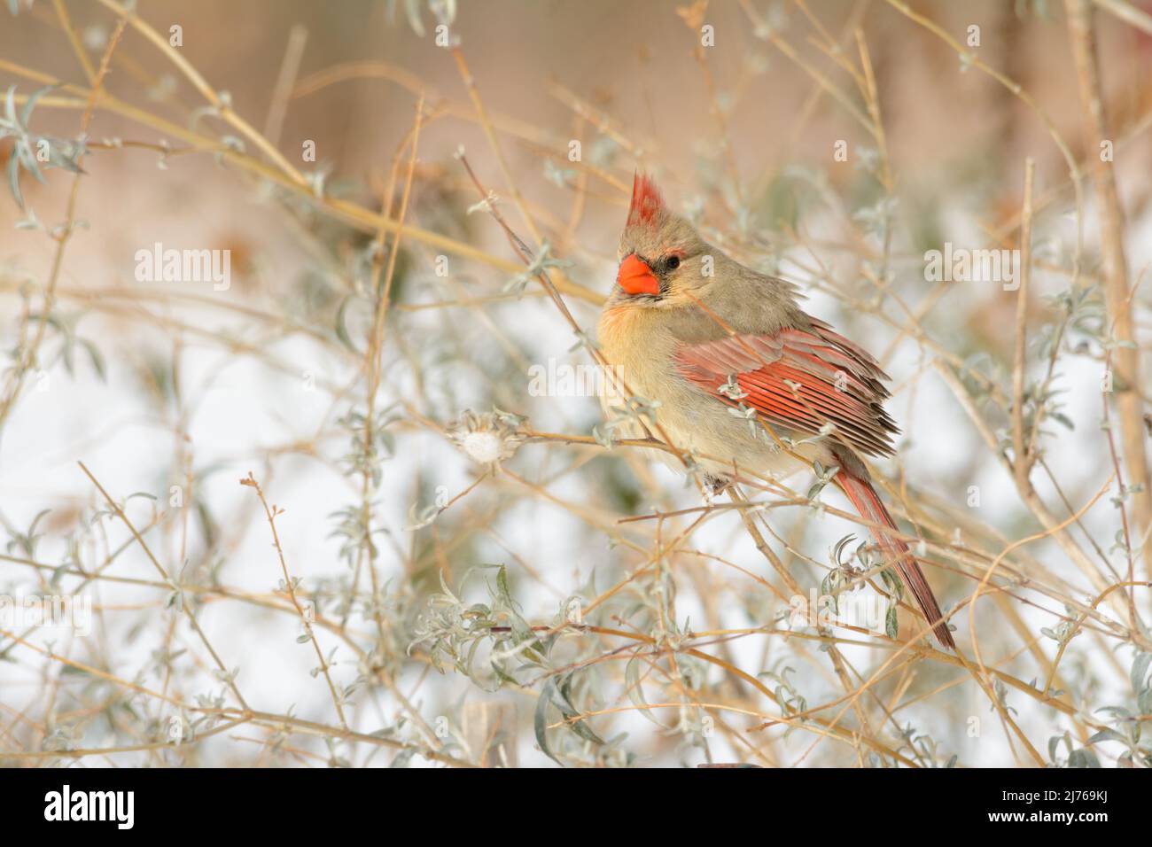 Hermosa mujer cardenal del norte fluffed para arriba, encaramada en un arbusto en un día frío del invierno Foto de stock
