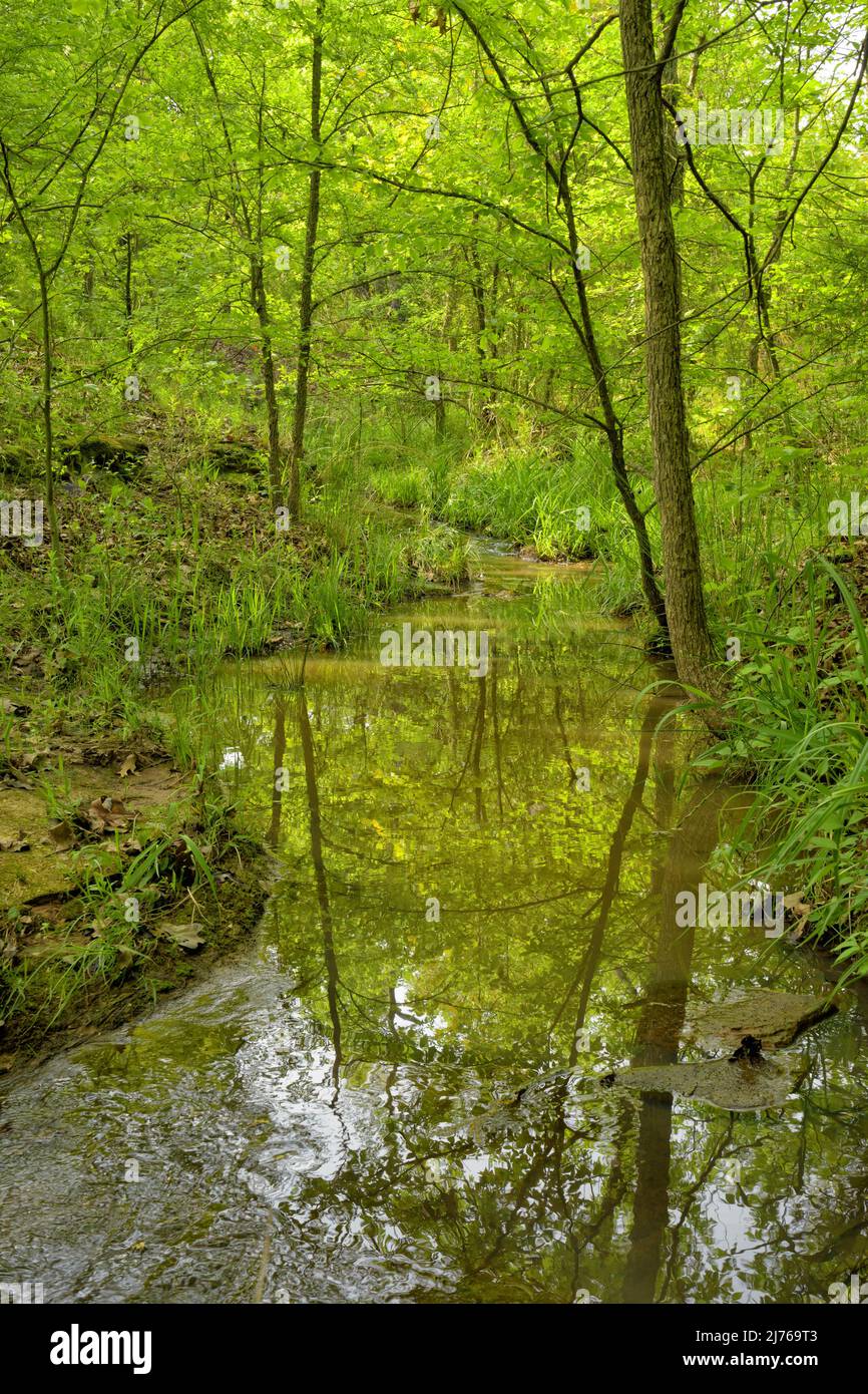 pequeño arroyo en el bosque en primavera, con hojas y pastos verdes exuberantes, y reflejo en una piscina de agua quieta Foto de stock