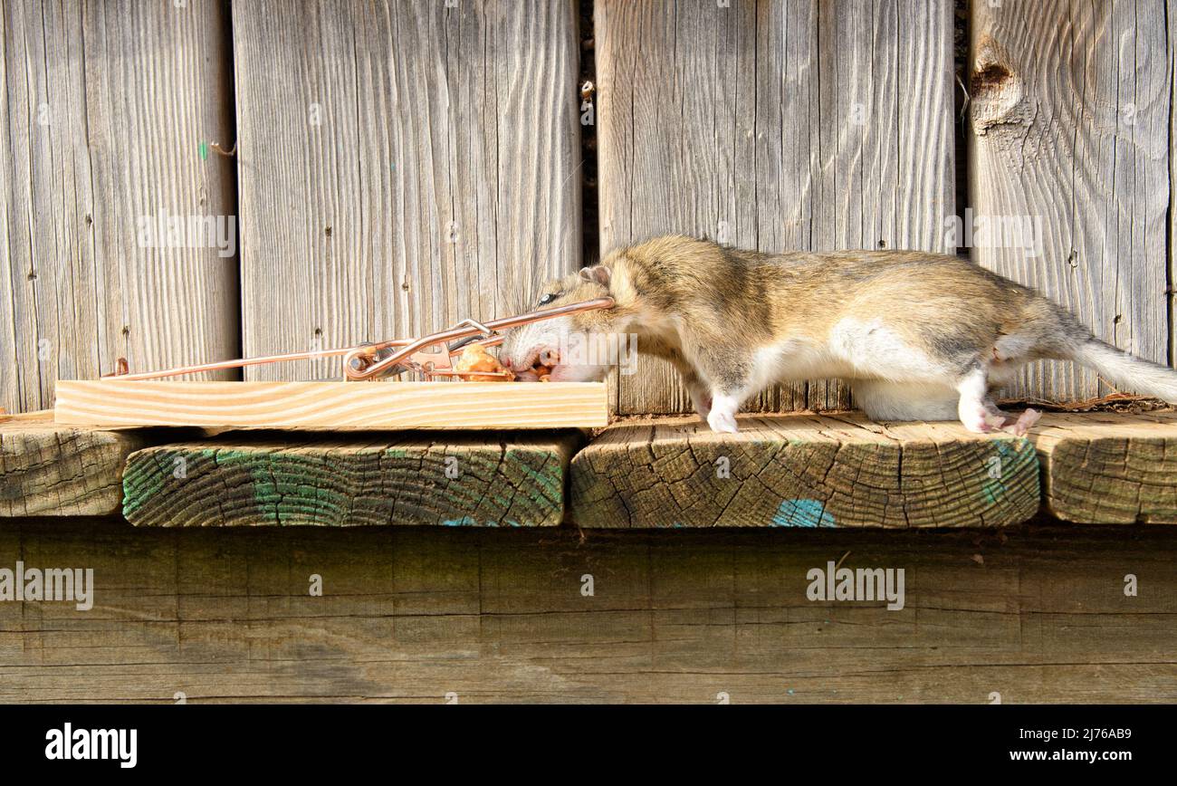 Ratón de dibujos animados muerto en una trampa para ratones