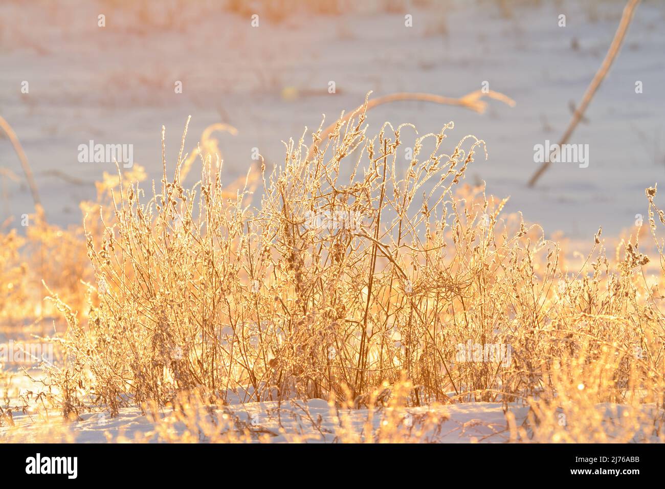 Amanecer en la mañana de invierno con luz brillante sobre plantas secas heladas Foto de stock
