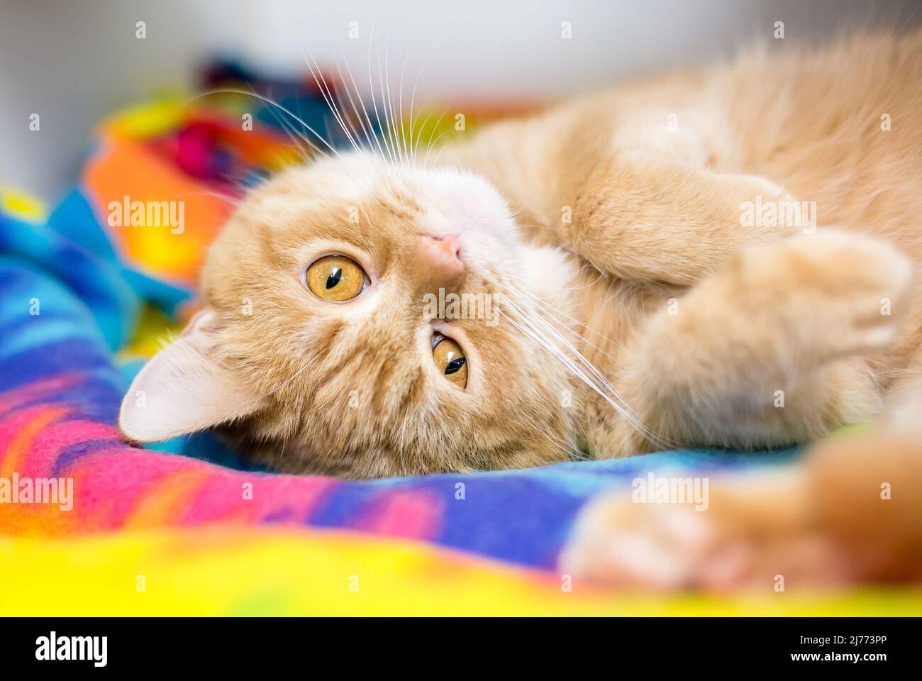 Un lindo gato de jengibre con tabby naranja tumbado boca abajo sobre una manta colorida Foto de stock