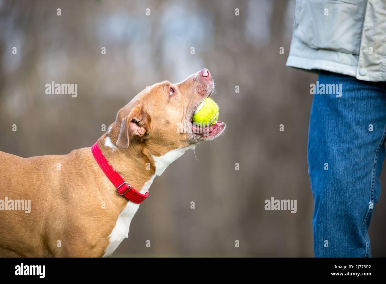Un juguetón perro de raza mixta Retriever x Pit Bull Terrier sosteniendo una bola en su boca para jugar a buscar con su propietario Foto de stock