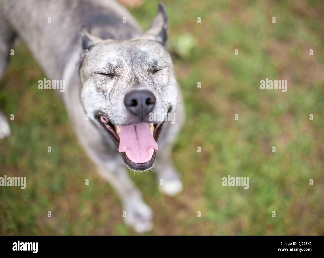 Un perro de raza mixta con los ojos cerrados y una feliz expresión sonriente Foto de stock