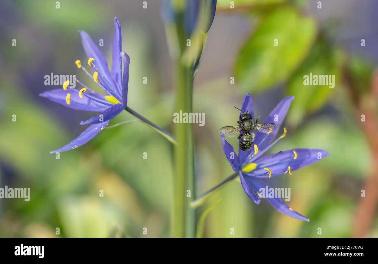 Abeja de masón (Osmia lignaria) buzz polinizando una flor silvestre azul de Camas (Camassia leichtlini). Foto de stock