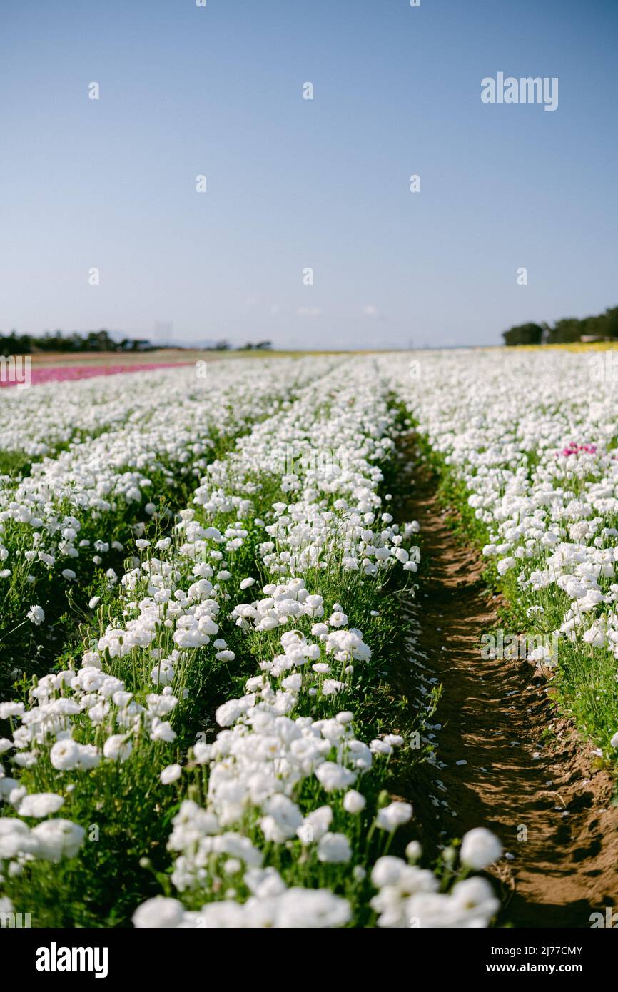 Campo de flores blancas en un día soleado Fotografía de stock - Alamy