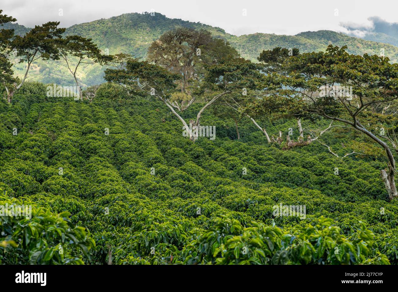 Granja de café orgánico en las montañas de Panamá, en las tierras altas