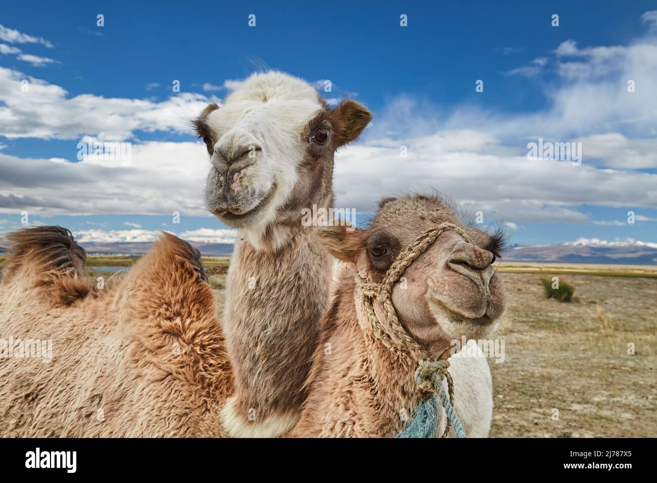 Dos camellos bactrianos en el desierto de Mongolia Foto de stock
