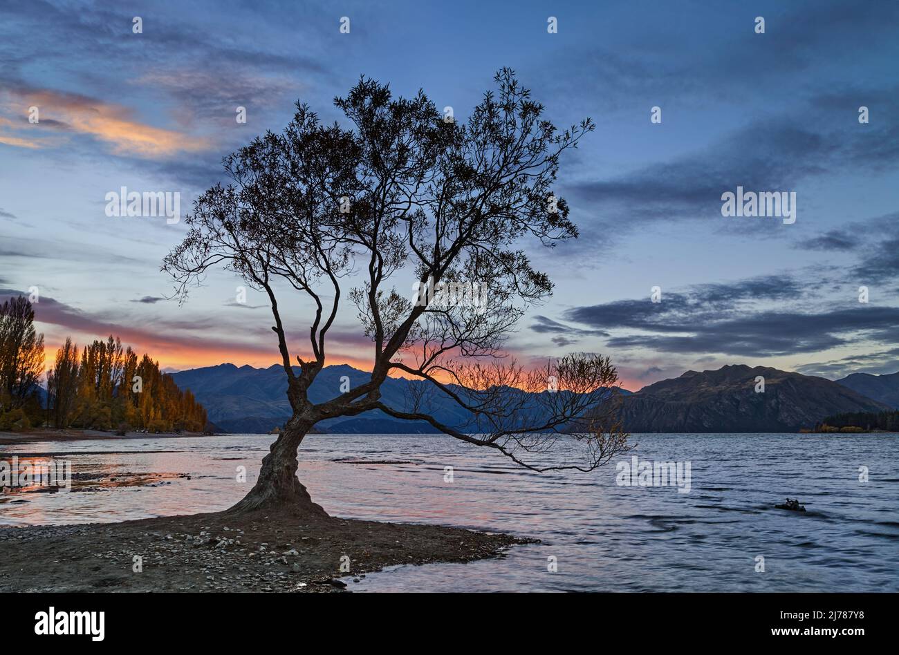 El famoso árbol solitario del lago Wanaka al atardecer, Isla del Sur, Nueva Zelanda Foto de stock