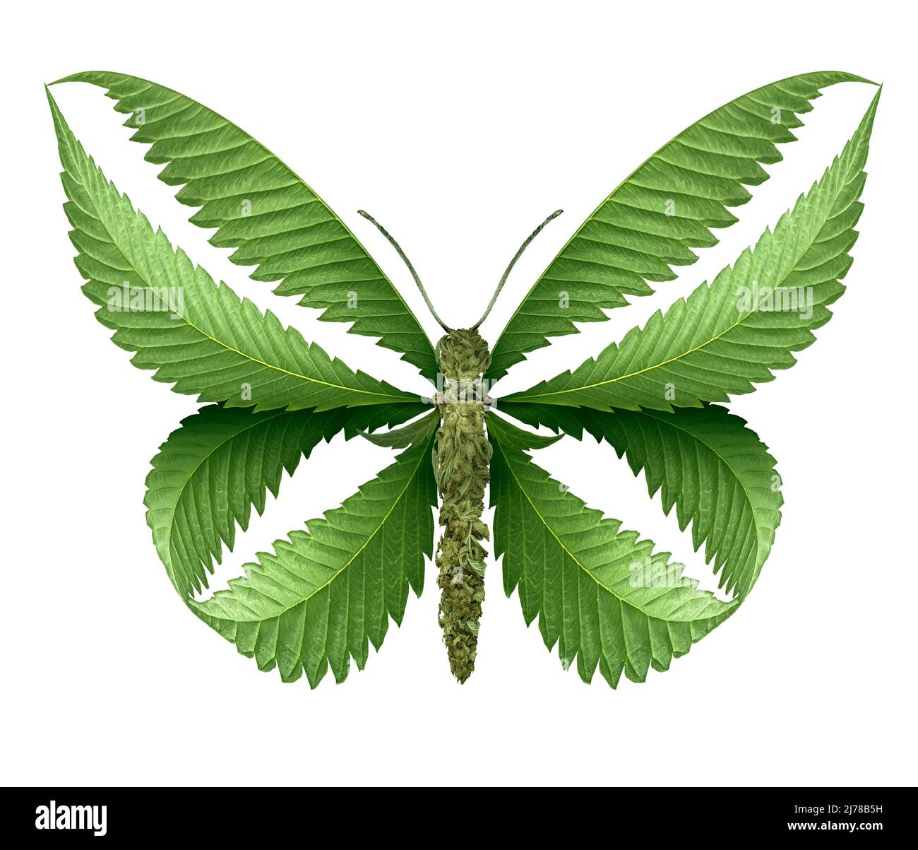 Mariposa de marihuana y el símbolo de cannabis como hojas de maleza que representan una olla o medicina herbaria aislada sobre un fondo blanco. Foto de stock
