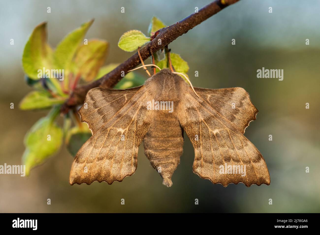 Poplar Hawk-moth - Laothoe populi, hermosa polilla especial de bosques europeos y bosques, República Checa. Foto de stock