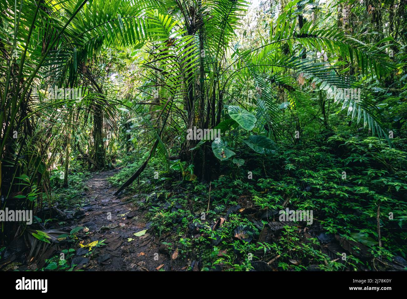 Bosque pluvial de Ecuador. Verde naturaleza sendero de senderismo en la
