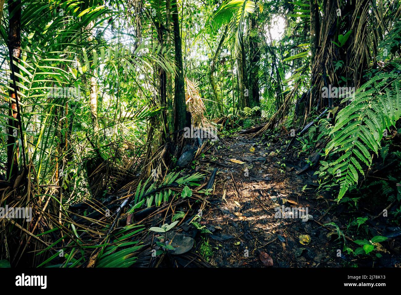 Bosque pluvial de Ecuador. Verde naturaleza sendero de senderismo en la