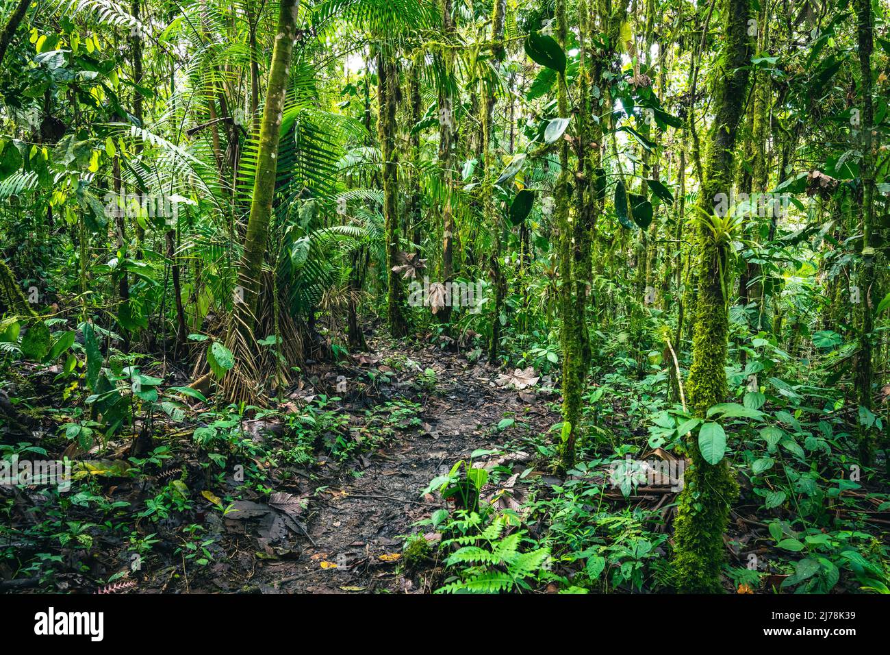 Bosque pluvial de Ecuador. Verde naturaleza sendero de senderismo en la