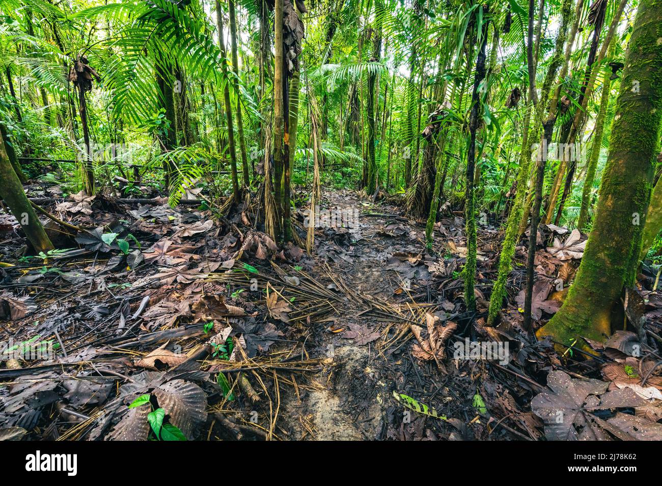 Bosque pluvial de Ecuador. Verde naturaleza sendero de senderismo en la