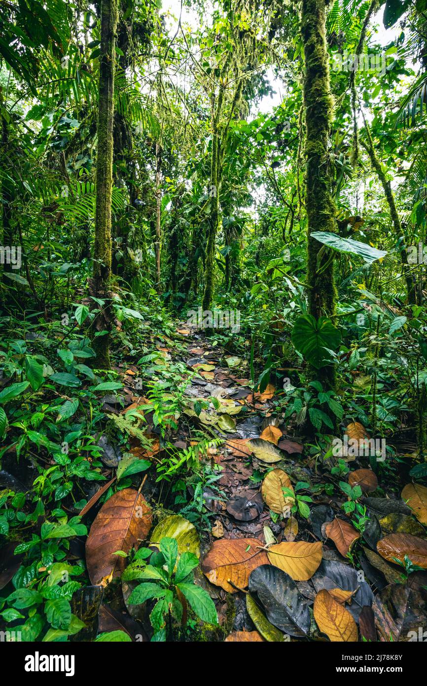 Bosque pluvial de Ecuador. Verde naturaleza sendero de senderismo en la