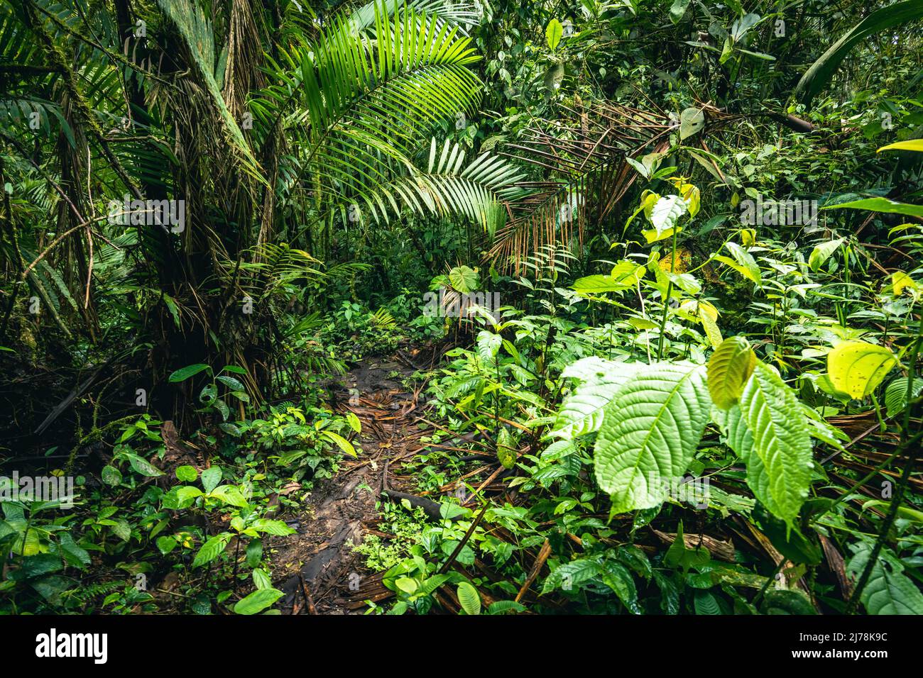 Bosque pluvial de Ecuador. Verde naturaleza sendero de senderismo en la