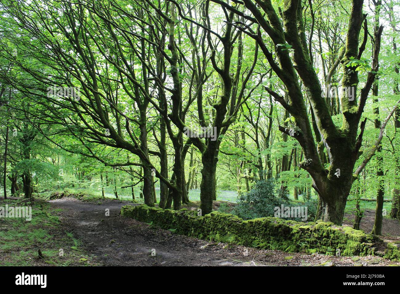 Bosque húmedo Mossy en Brinscall, Lancashire Foto de stock