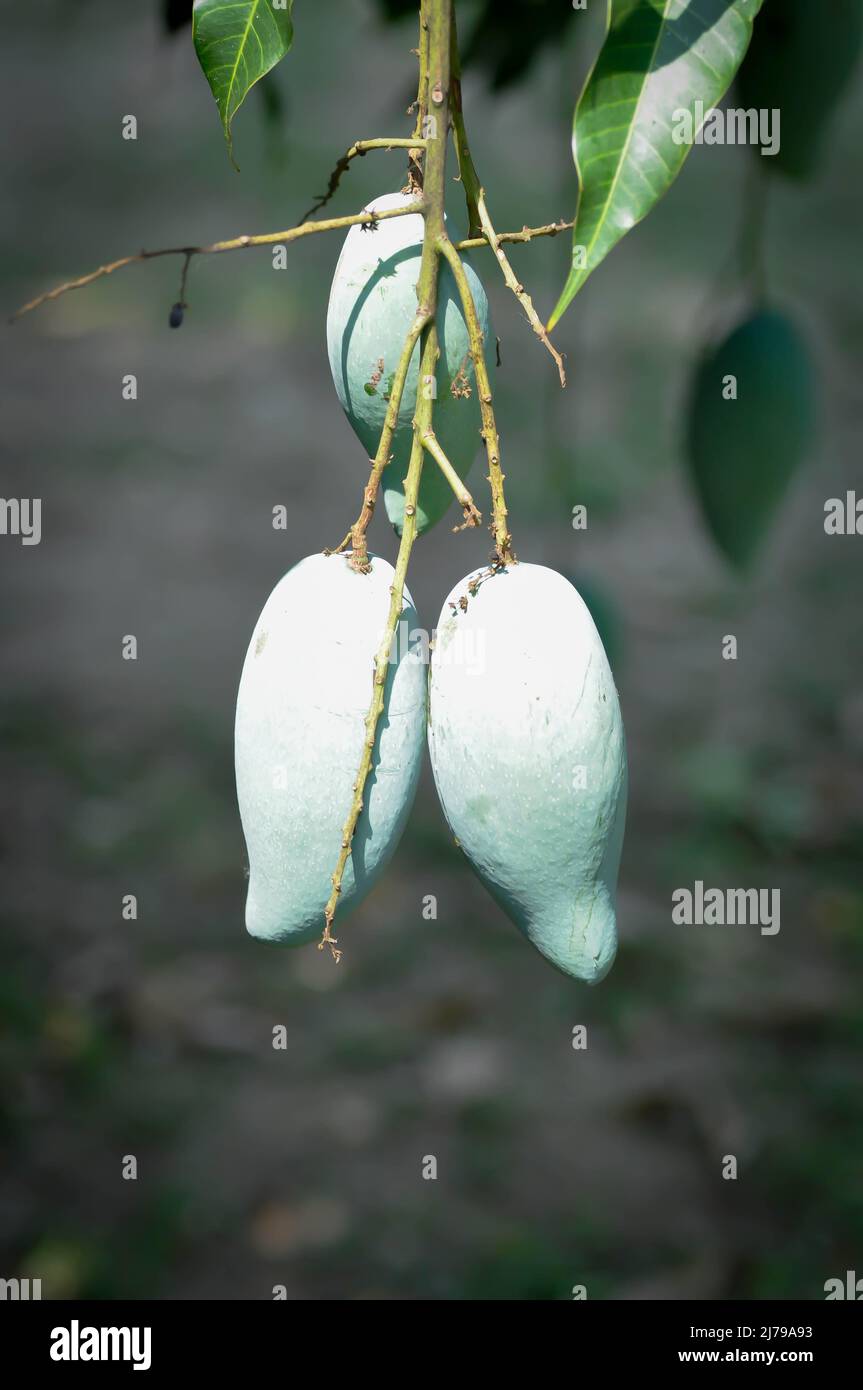 Mangifera indica, mango o semilla de mango en el árbol de mango o planta de mango Foto de stock