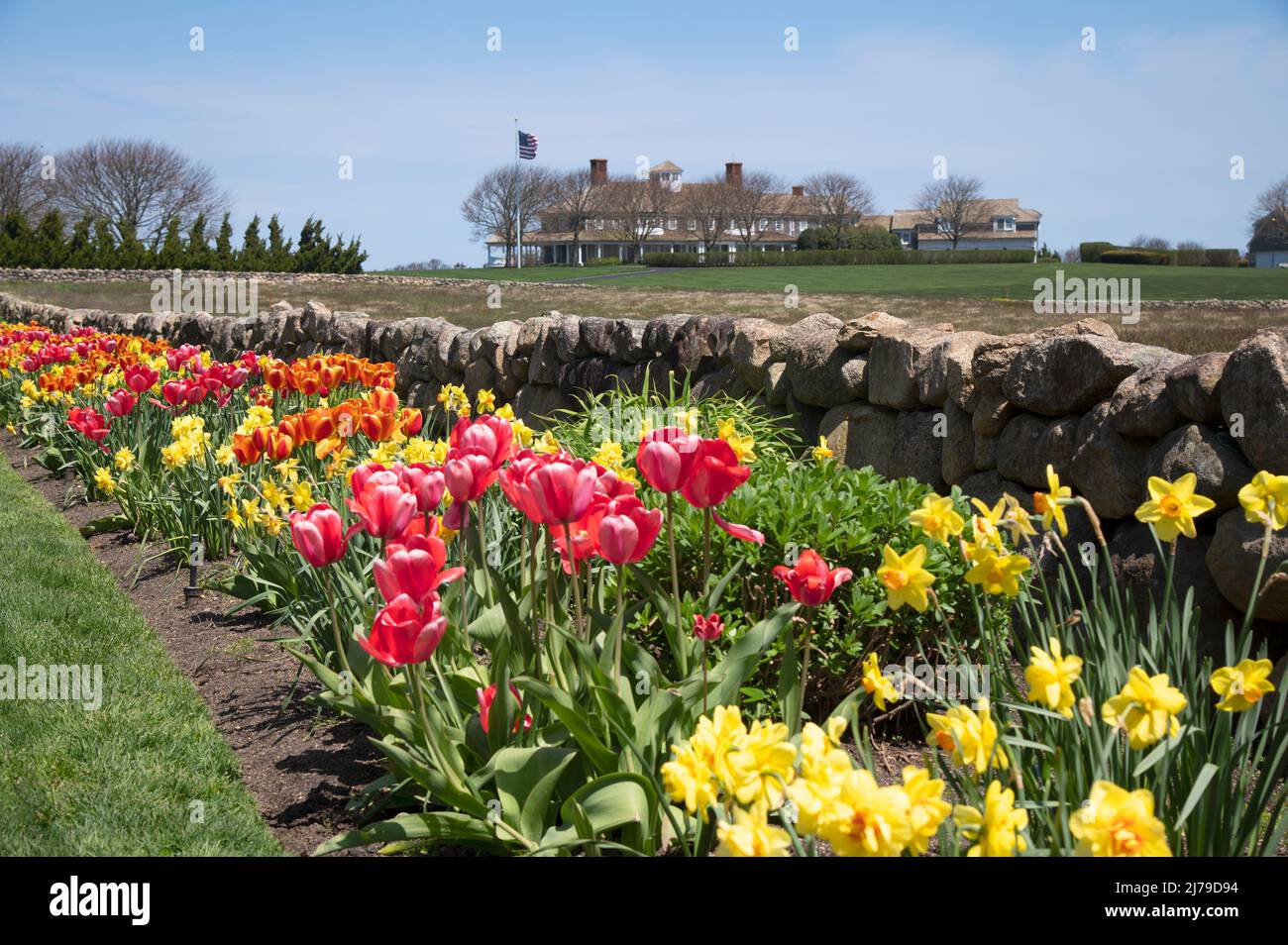 Tulipanes bordean el lado de la carretera en una casa exclusiva de Cape Cod. Dennis, Massachusetts, Estados Unidos Foto de stock