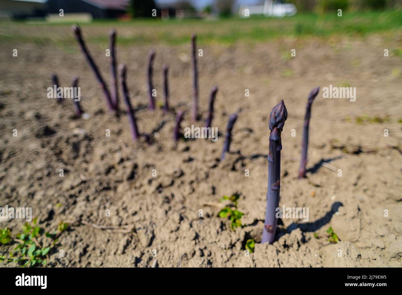 Marchfeld, Aderklah, Landwirtschaft Iser, violetter Spargel // Marchfeld, Aderklah, Landwirtschaft Iser, Violet Asparagus Foto de stock
