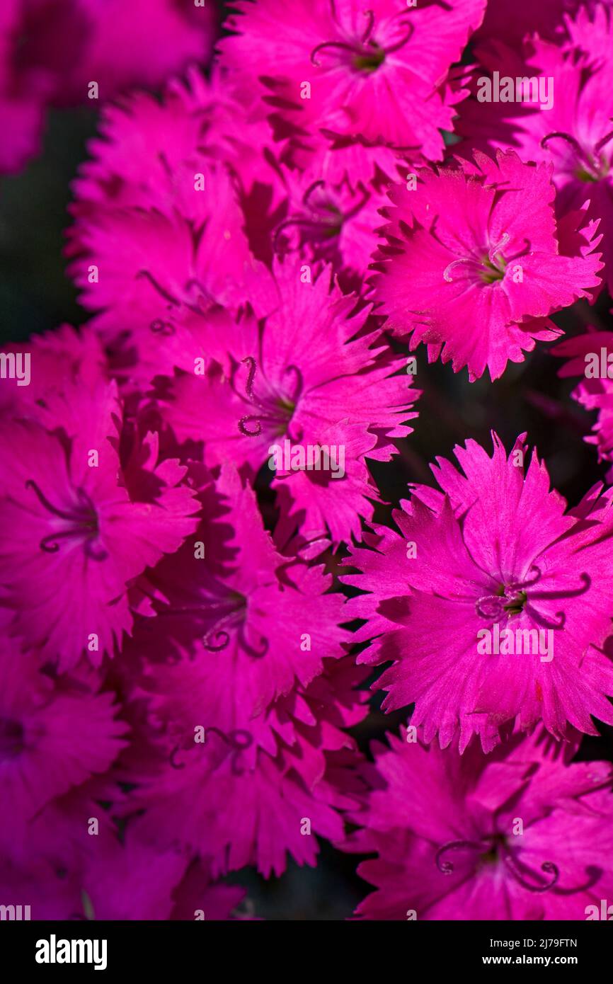 Rosa Dianthus flores en plena flor en verano. Variery Neon Star Foto de stock
