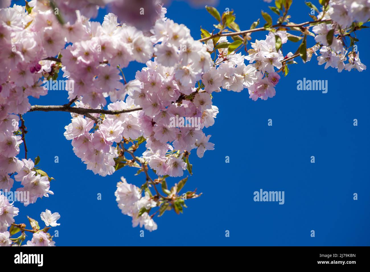 Hermosos cerezos en flor en el parque. Primer plano del árbol sakura lleno  de flores rosas floreciendo en primavera en un pintoresco jardín. Ramas del  árbol encima Fotografía de stock - Alamy