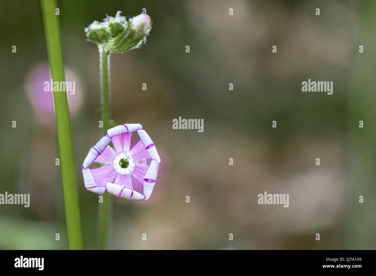 Silene mariana Pau es una especie de planta pequeña del género Silene , familia Caryophyllaceae. Endémica del sur de la Península Ibérica, ge Foto de stock
