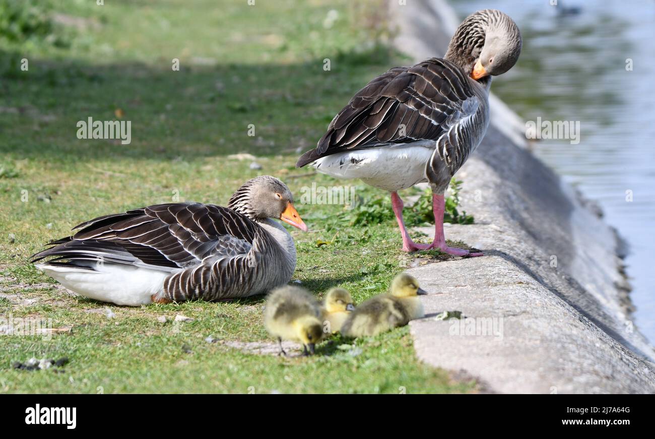 Muelle en los depósitos de Tring. Los pájaros tienen bebés. Gansos de Graylag con tres goslings. Foto de stock