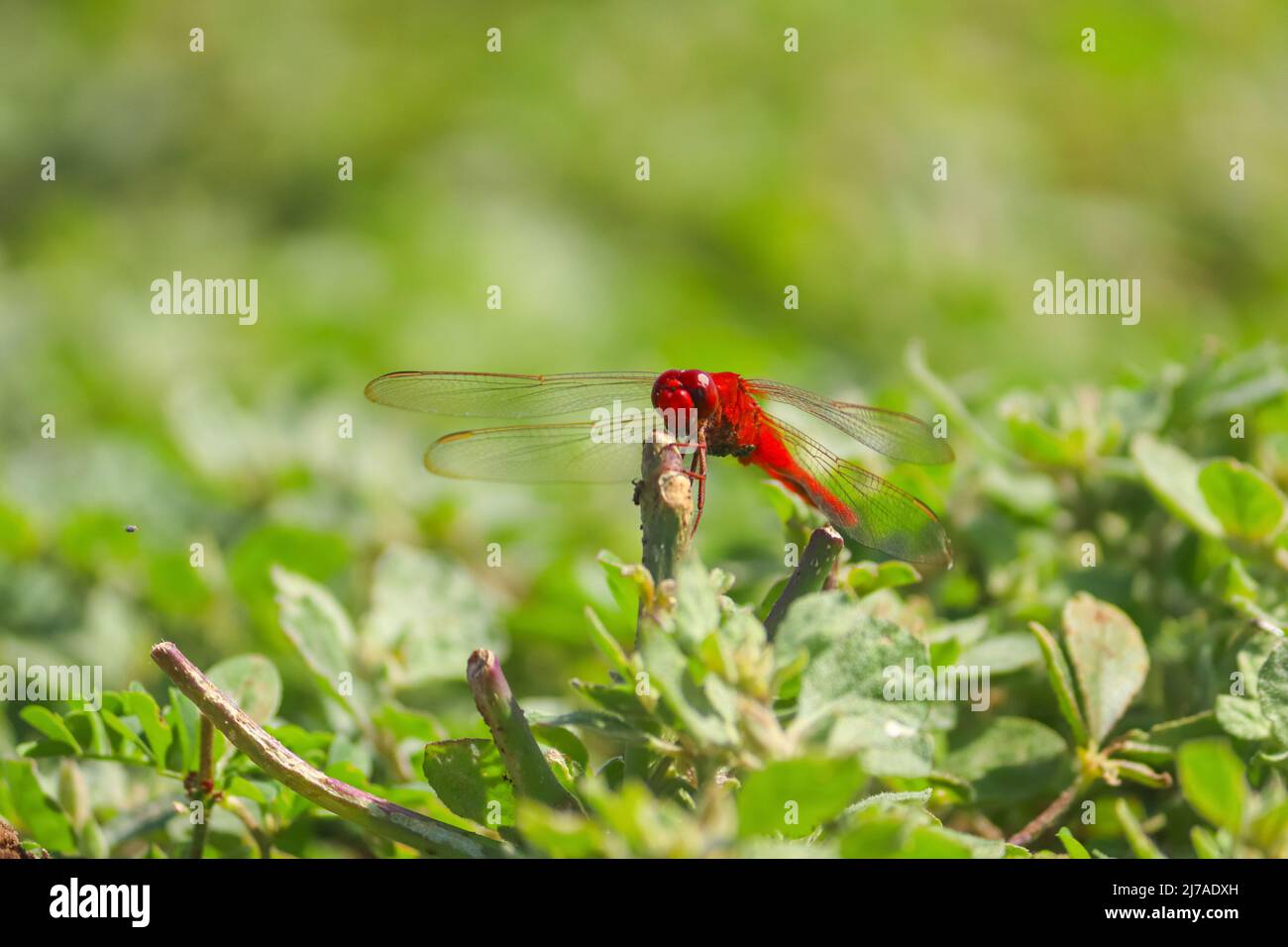 Escarlata Percher libélula sosteniendo sobre una planta con la piel de la traga Foto de stock