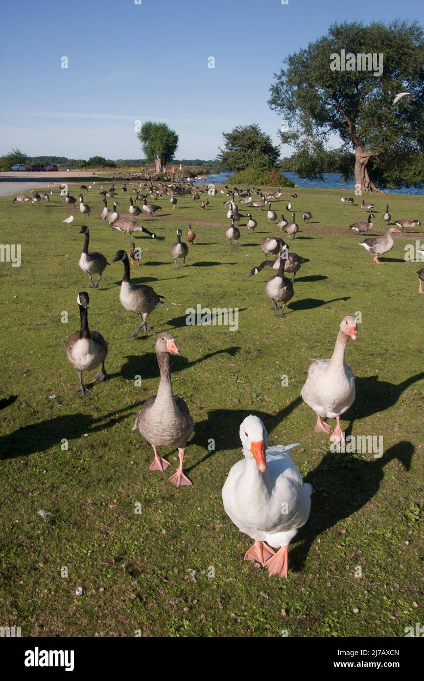 Canadá Geese y una variedad de aves silvestres en Hornsea Mere, Holderness, East Riding de Yorkshire, Inglaterra Foto de stock