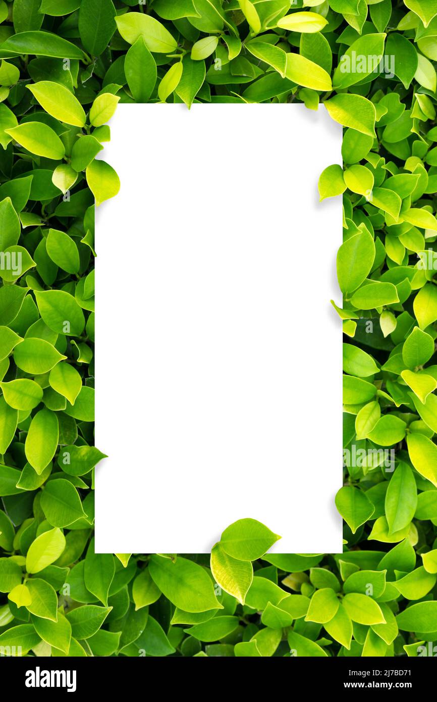 Descubrir más de 78 fondo hoja blanca muy caliente camera.edu.vn