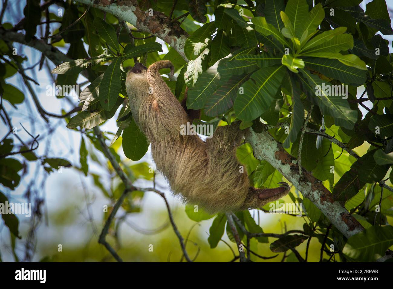 Sloth de dos dedos, Choloepus hoffmanni, en la selva tropical del Parque Nacional Soberania, provincia de Colón, República de Panamá, Centroamérica. Foto de stock